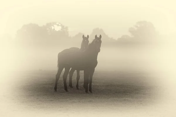 Лошади стоят на туманном лугу — стоковое фото