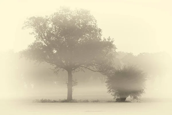 trees in morning mist