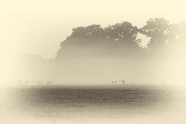 Vacas que pastam no prado — Fotografia de Stock