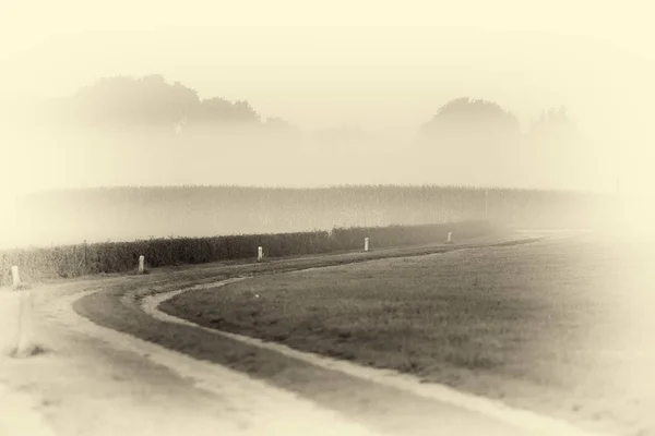 Camino de tierra rural cerca del campo de maíz — Foto de Stock