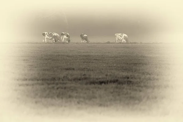 Vacas pastando en el prado —  Fotos de Stock