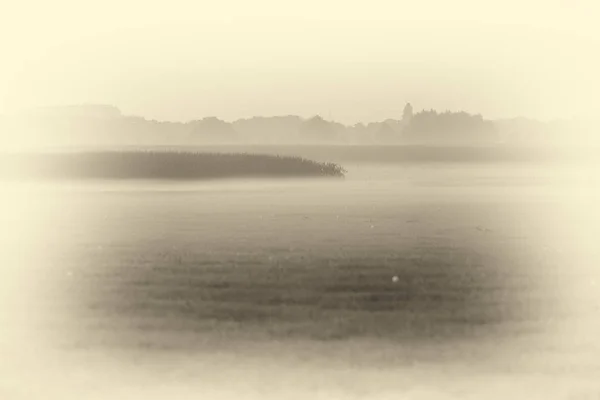 玉米田在晨雾中 — 图库照片