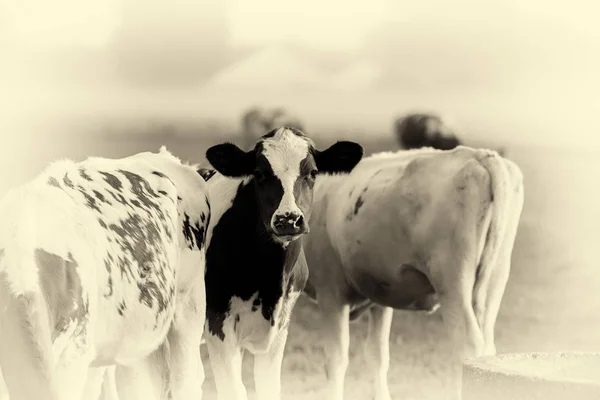 Коровы, стоящие у колодца — стоковое фото