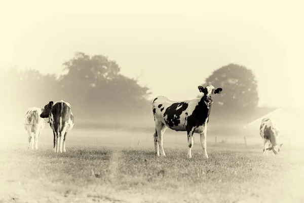Bovinos jovens em terras agrícolas nebulosas — Fotografia de Stock