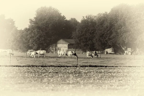 Grazende koeien in Nederlandse landbouwgrond — Stockfoto