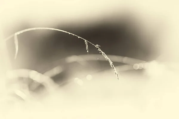 Herbe avec rosée dans la lumière du matin — Photo