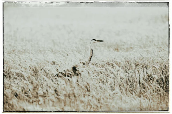 Grey Heron in tall grass — Stock Photo, Image