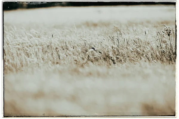 Garza gris en hierba alta —  Fotos de Stock