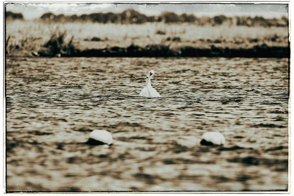 Höckerschwan schwimmt auf See — Stockfoto