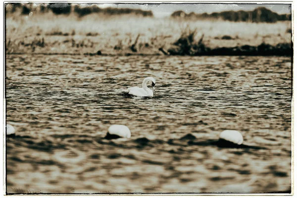 Cigno muto che nuota sul lago — Foto Stock