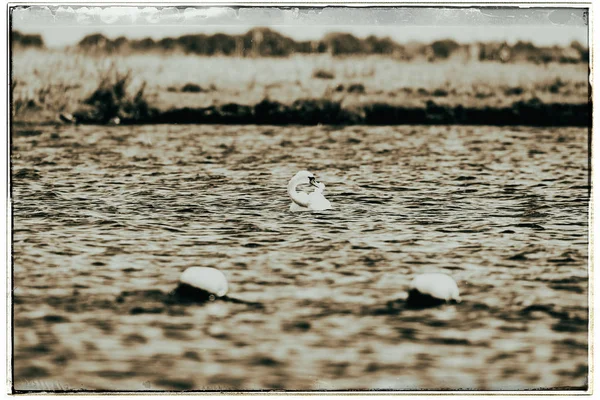 Mute swan swimming on lake — Stock Photo, Image