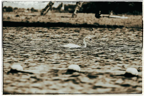 Mute swan swimming on lake — Stock Photo, Image