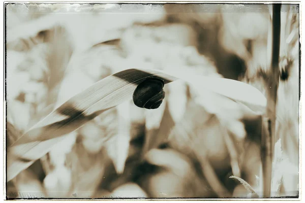 Grove snigel på blad — Stockfoto