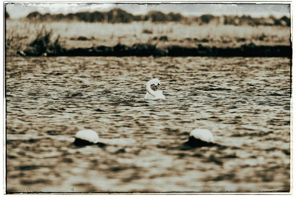 Cigno muto che nuota sul lago — Foto Stock