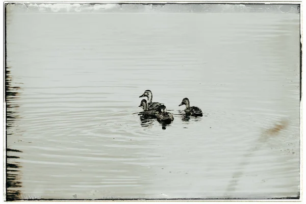 Moeder mallard duck met drie jongeren — Stockfoto