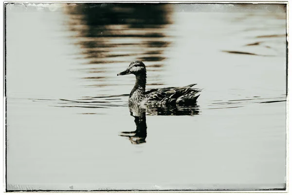 Mallard duck swimming in ditch Royalty Free Stock Images