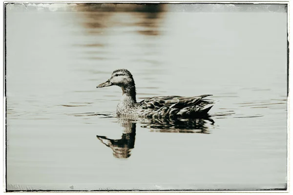 Mallard duck swimming in ditch Royalty Free Stock Photos
