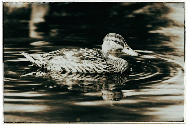 Mallard duck swimming in ditch Stock Picture