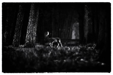 alageyik geçiş yolu