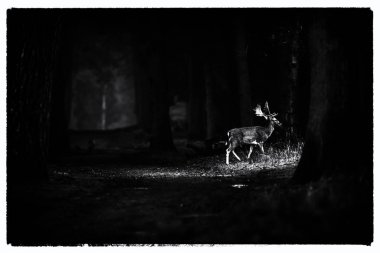 alageyik geçiş yolu