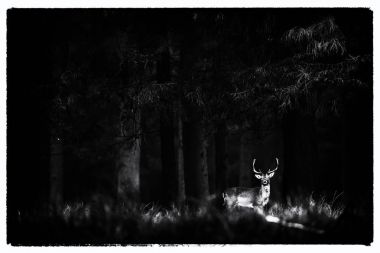 alageyik ayakta uzun otların içinde