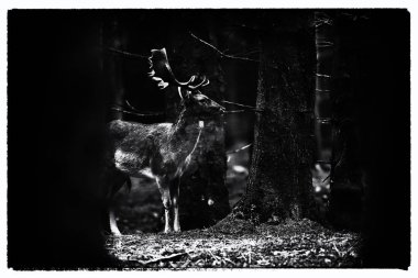  Alageyik buck orman çayırda