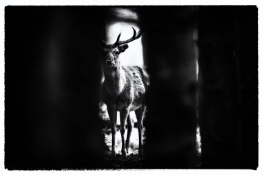  Alageyik buck orman çayırda