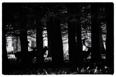 alageyik ağaçlar arasında siluetleri