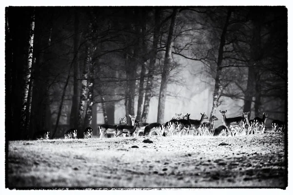 大群的小鹿 — 图库照片