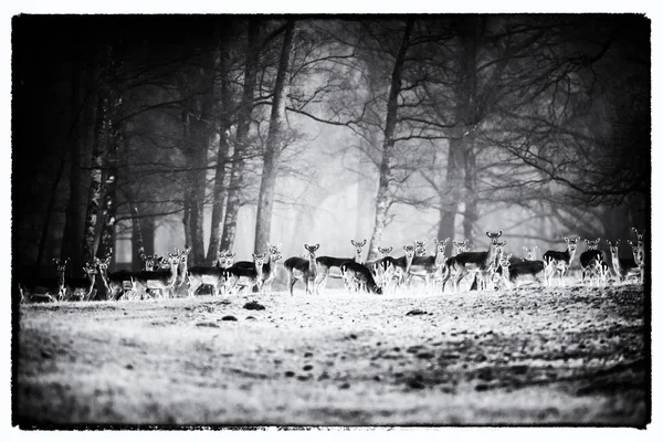 Grande grupo de cervos de pousio — Fotografia de Stock
