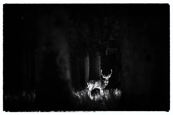 Cervo pousio em pé na grama alta — Fotografia de Stock