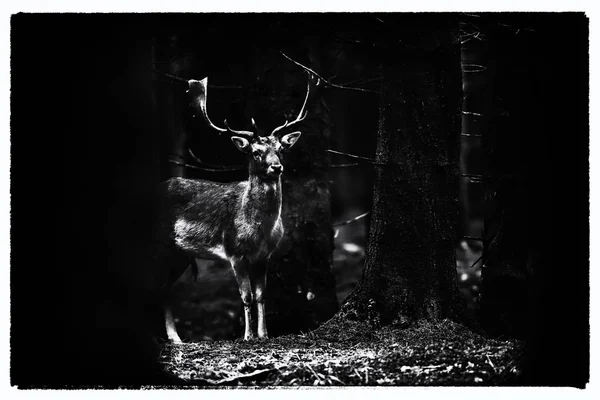 在森林草甸的小鹿巴克 — 图库照片