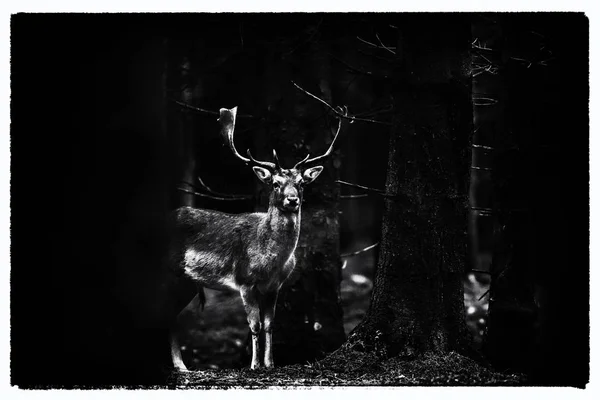 Падіння бак оленів на лісовій лузі — стокове фото