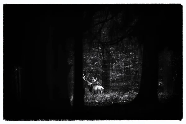 Kronhjort stag i mörk skog — Stockfoto
