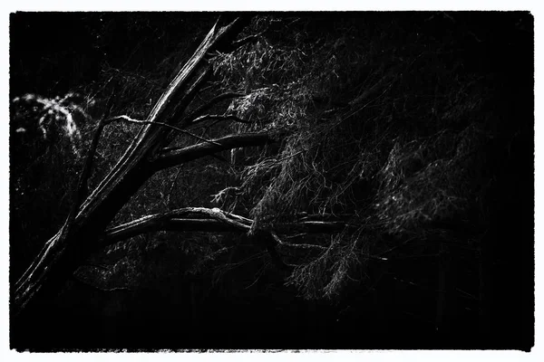 Tlusté mrtvá větev v borovém lese — Stock fotografie