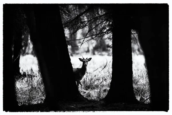 휴 경지 사슴 숲 풀밭에 벅 — 스톡 사진