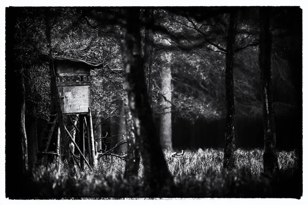 在森林中狩猎高位子 — 图库照片