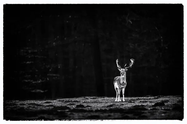 One fallow deer buck on meadow — Stock Photo, Image