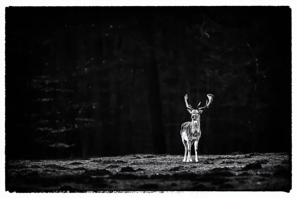 Un cervo a riposo sul prato — Foto Stock