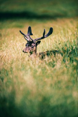 alageyik buck boynuzları ile