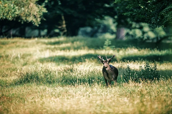 Damherten bok met geweien — Stockfoto