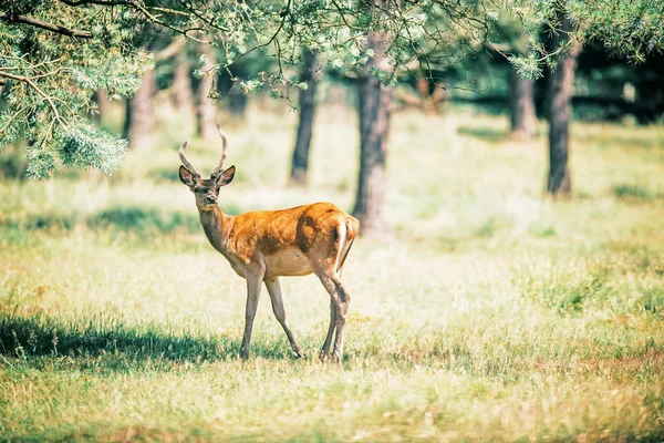 Red deer met geweien — Stockfoto
