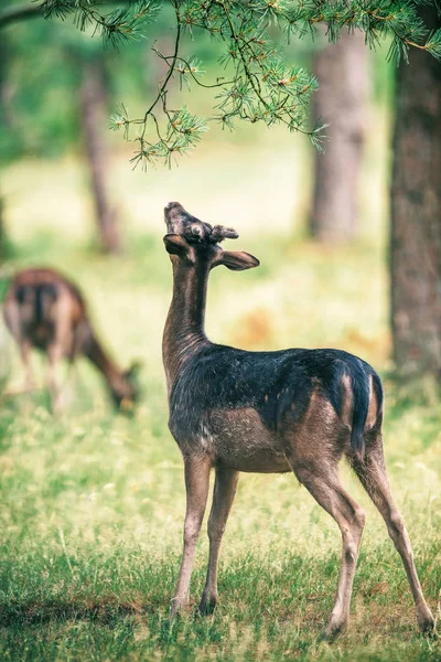 Cerf étirant le cou à la branche — Photo