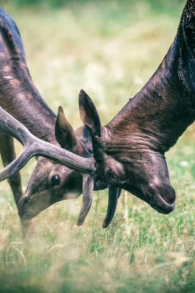 Dos ciervos retozando con astas — Foto de Stock