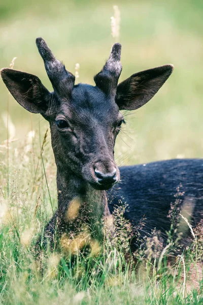 Jeune daim bouc avec pédicules — Photo