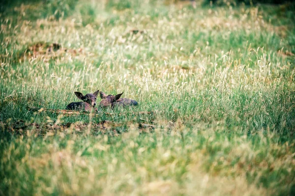 Dois cervos de pousio escuro — Fotografia de Stock