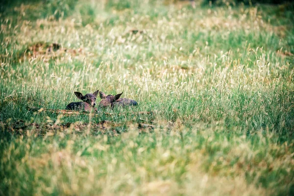 Twee donkere damherten jongen — Stockfoto