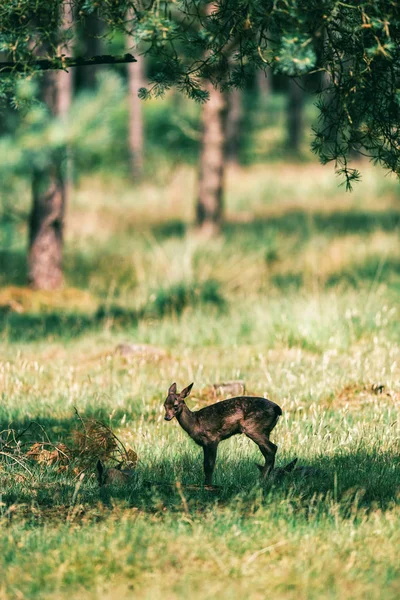 Kolouch jelena stojící ve stínu — Stock fotografie