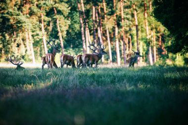 Kızıl geyik boynuzları ile grup  