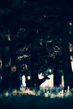 Ormandaki geyik ayakta